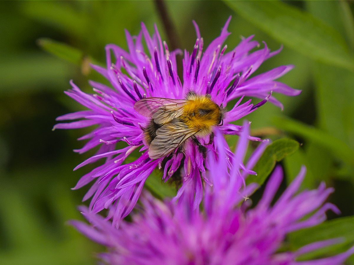 a bee.jpg