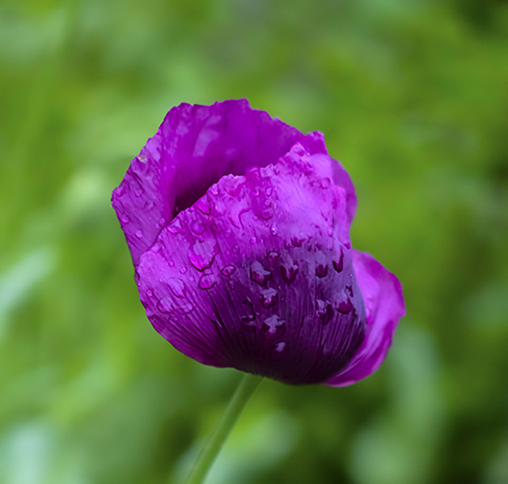a late wet poppy.jpg