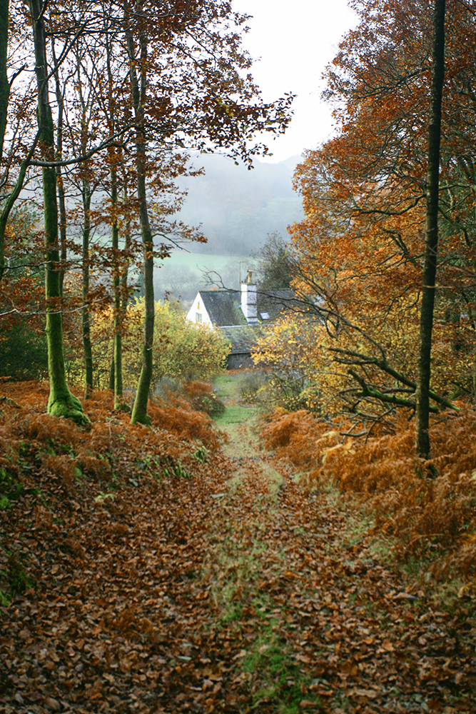 The house in the forest.jpg