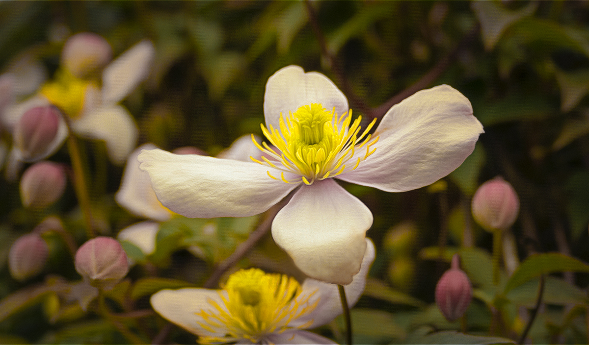 Clematis.jpg