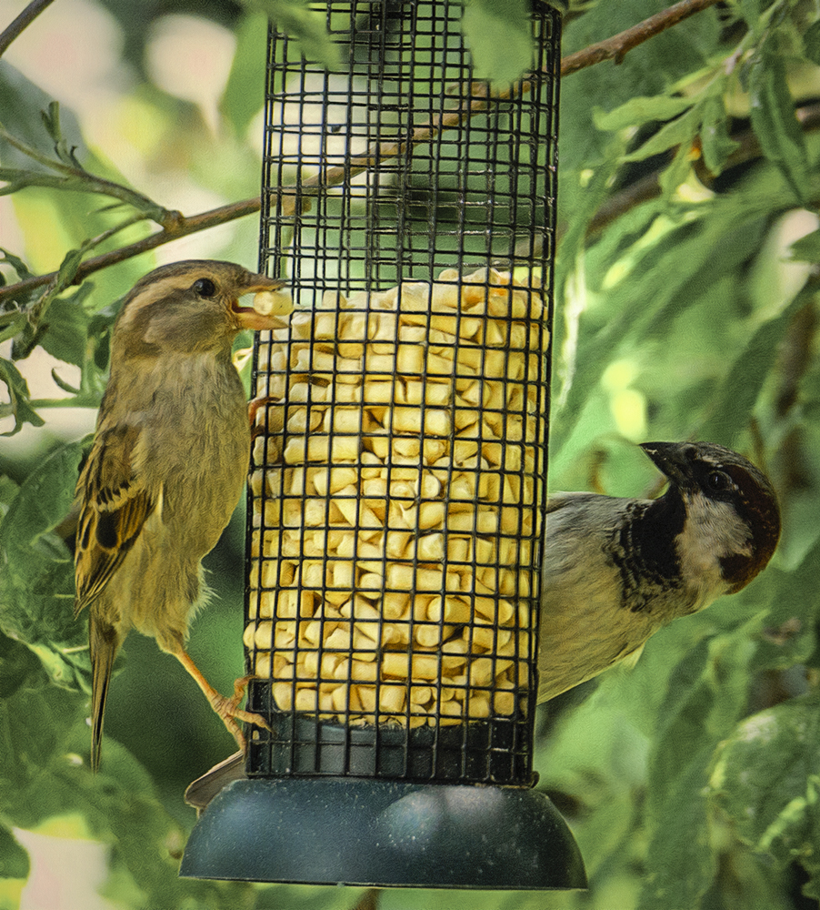 At the Feeder..jpg