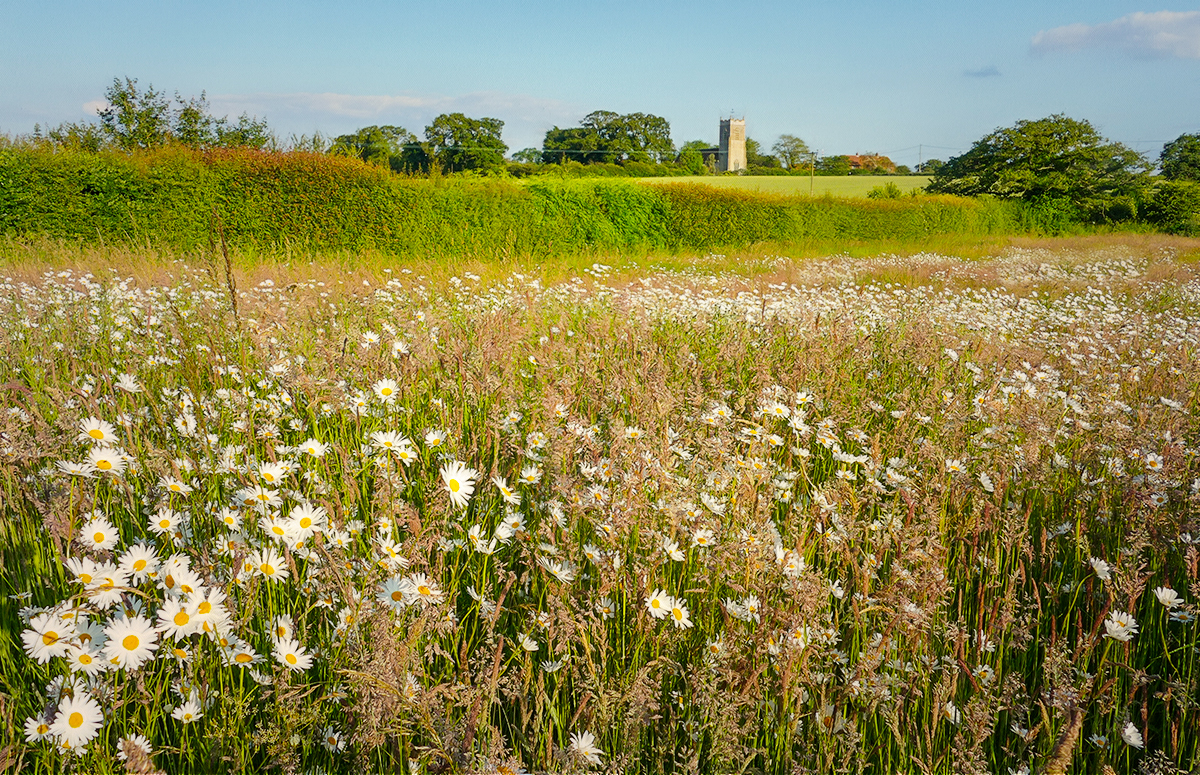 our field before the cut.jpg