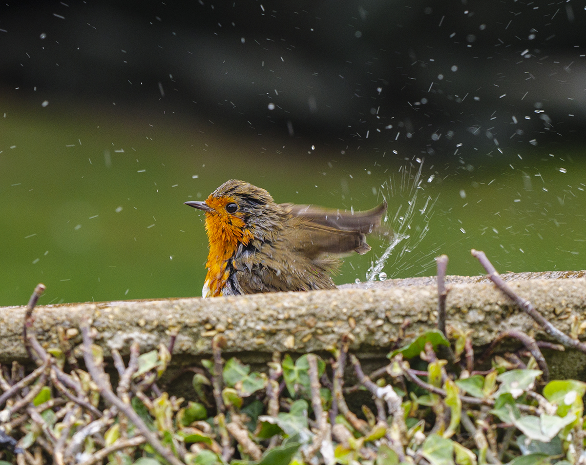 Robin taking a Bath.jpg