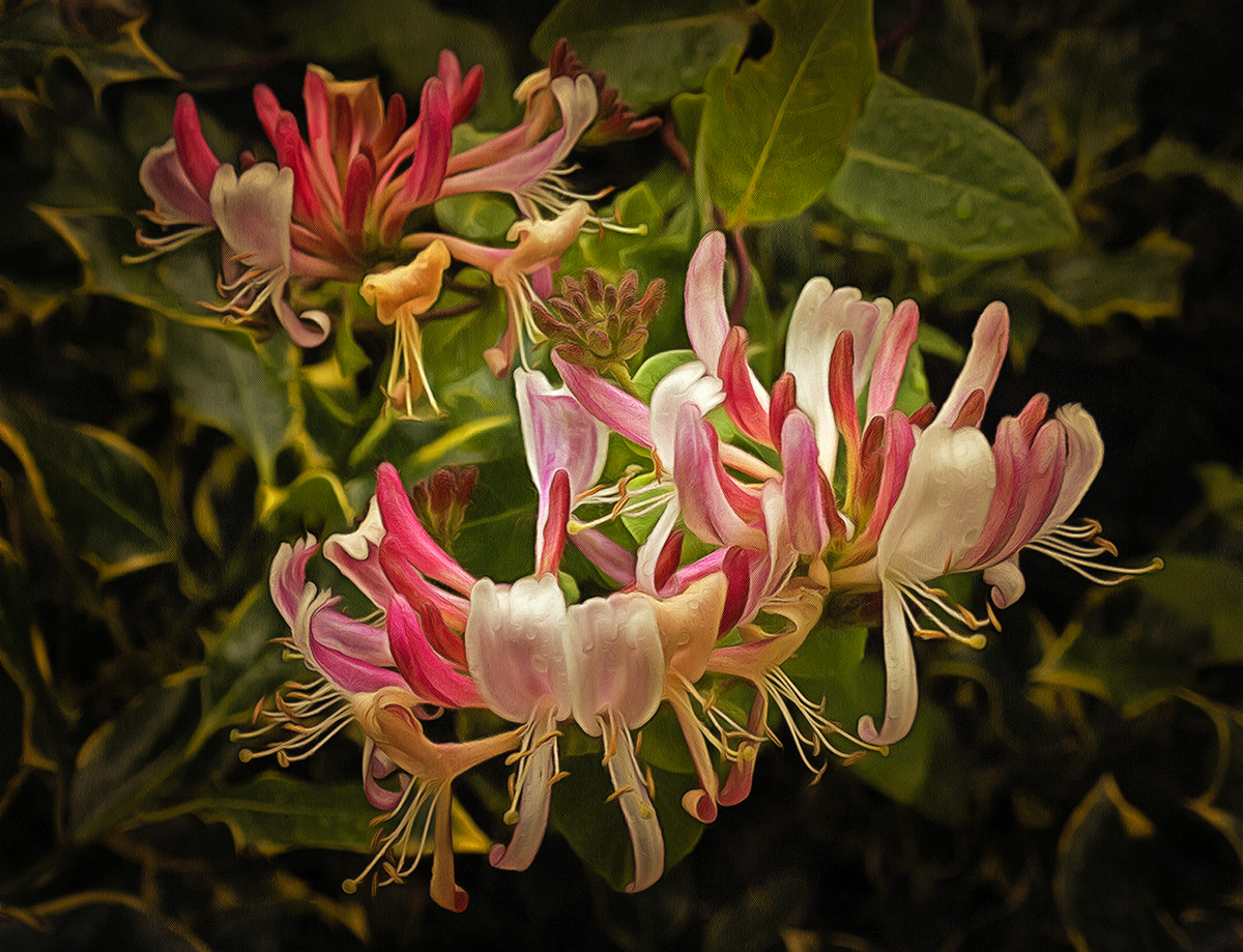 Growing among the holly.jpg
