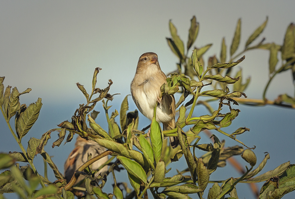 Humble Sparrow Looking On..jpg