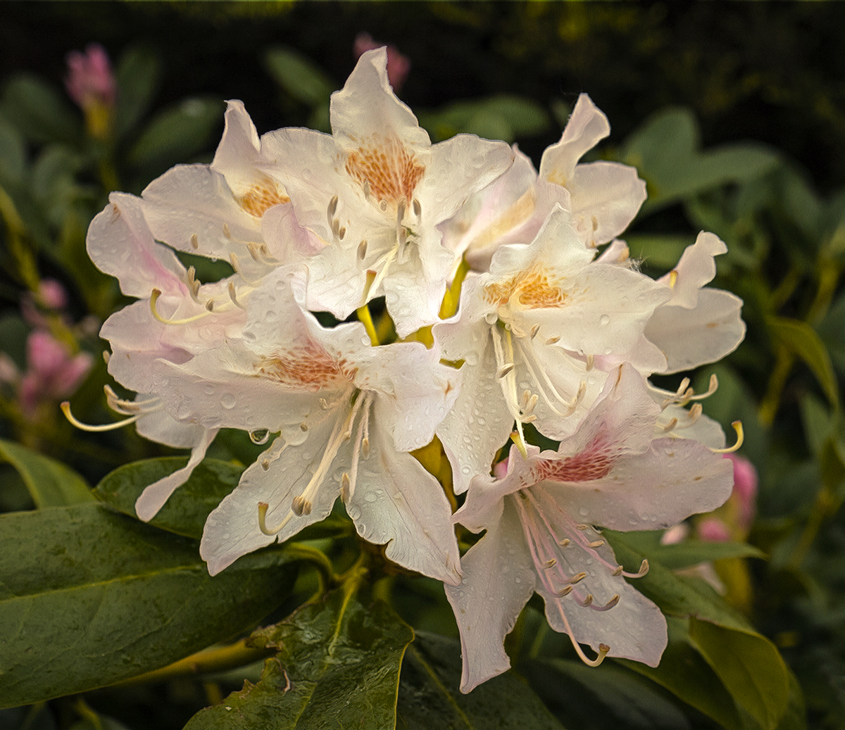 Rhododendron.jpg