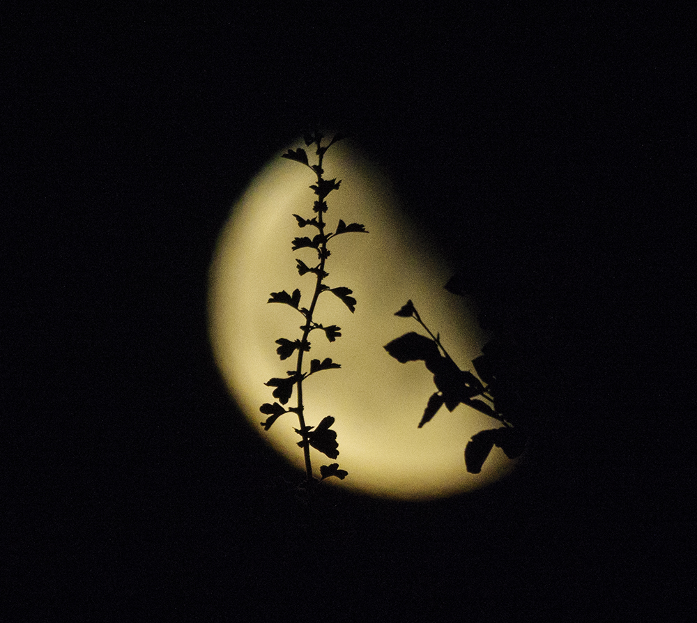 moon through climbimg plants.jpg
