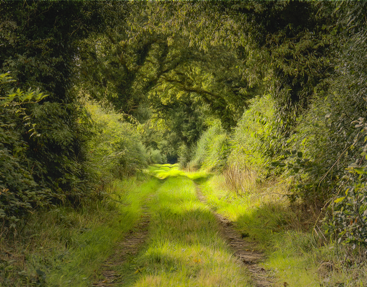 A walk on the wild side.jpg