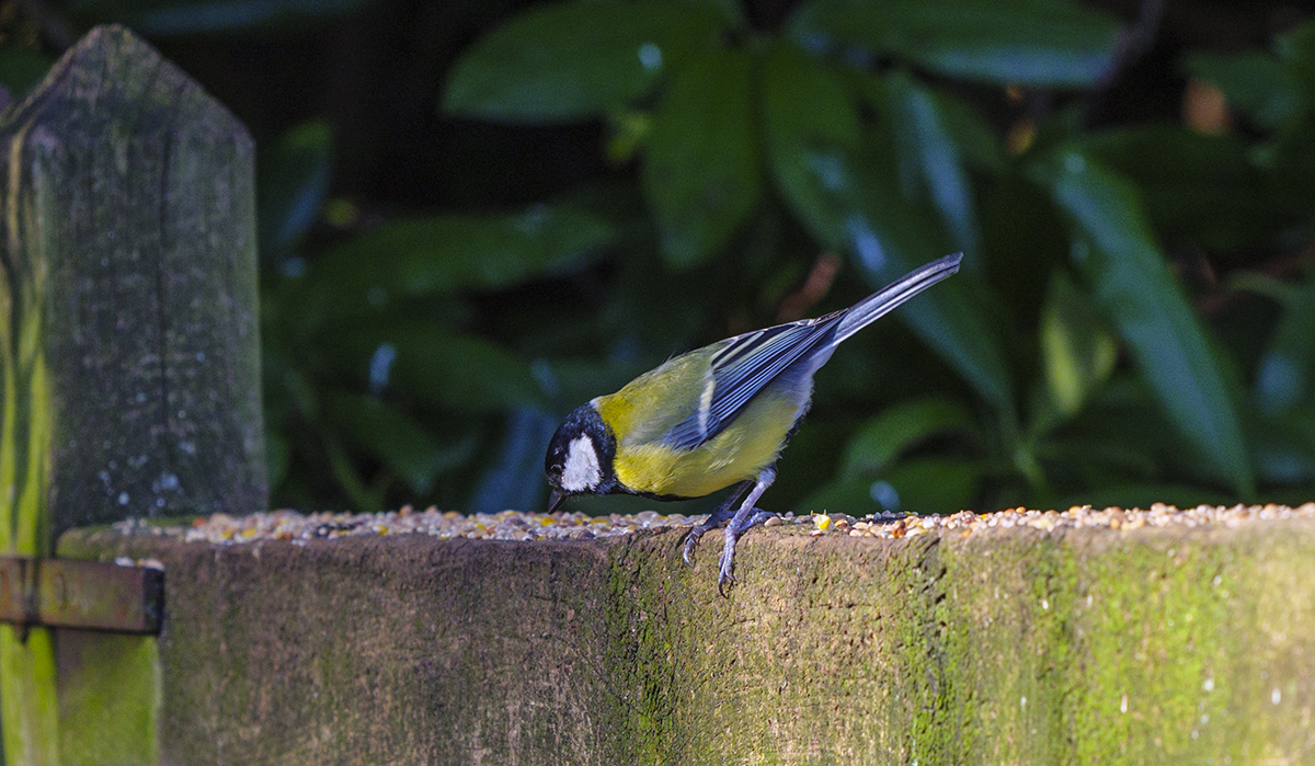hanging on to the fence while feeding.jpg
