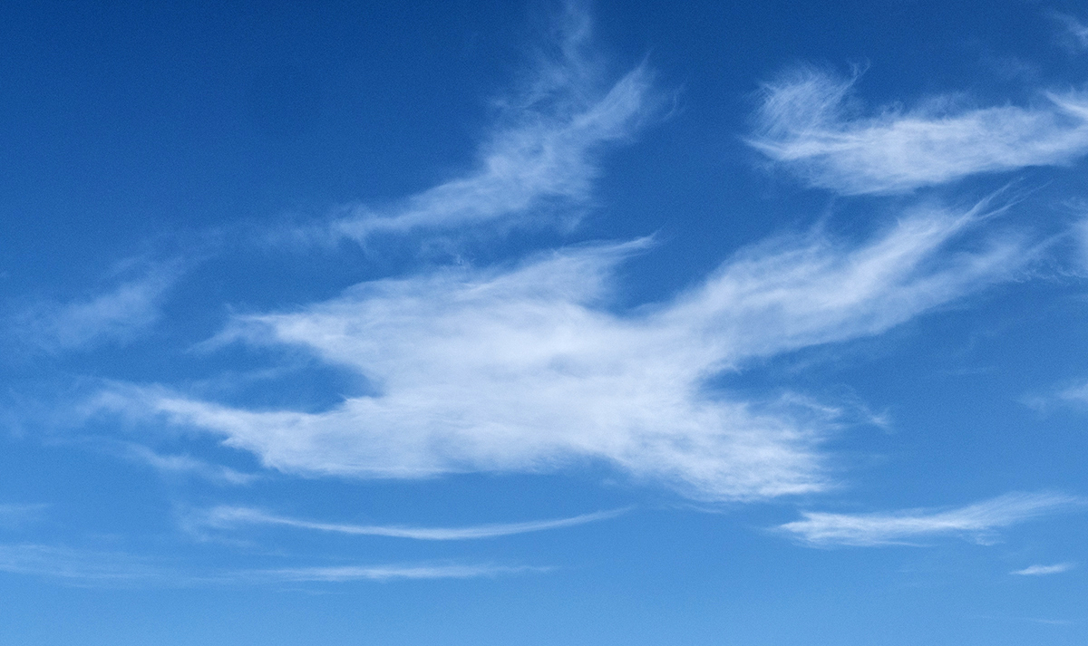 A big bird in the sky.jpg
