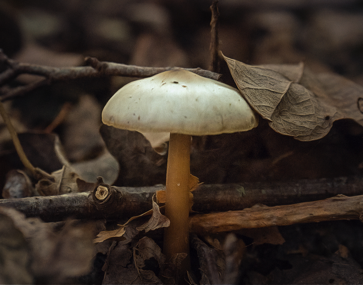 Fungus 1.jpg