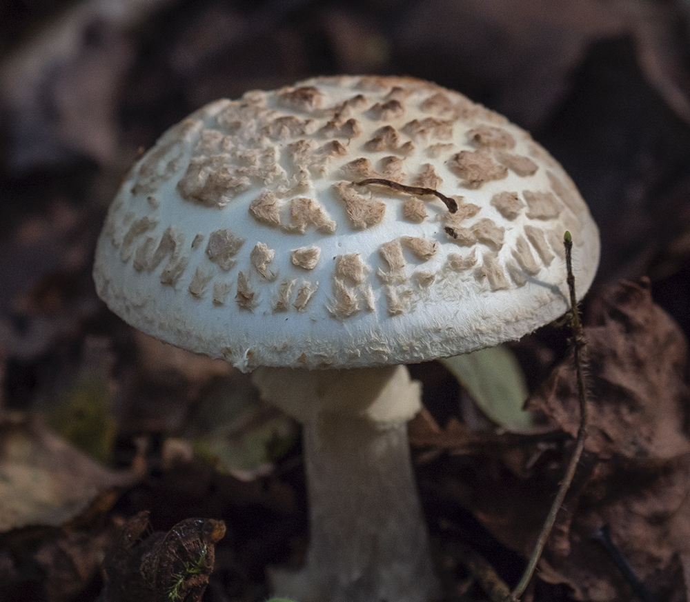 Fungus 2.jpg