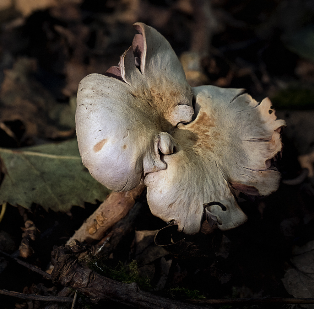 Fungus 4.jpg