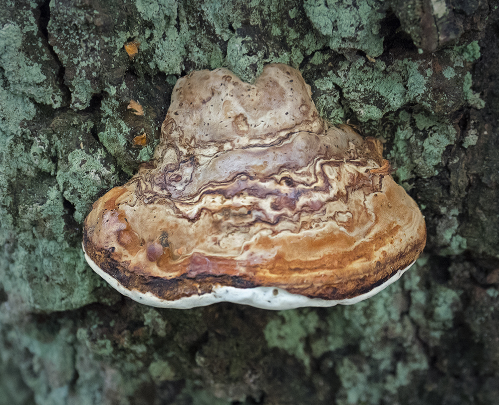 Fungus 5.jpg