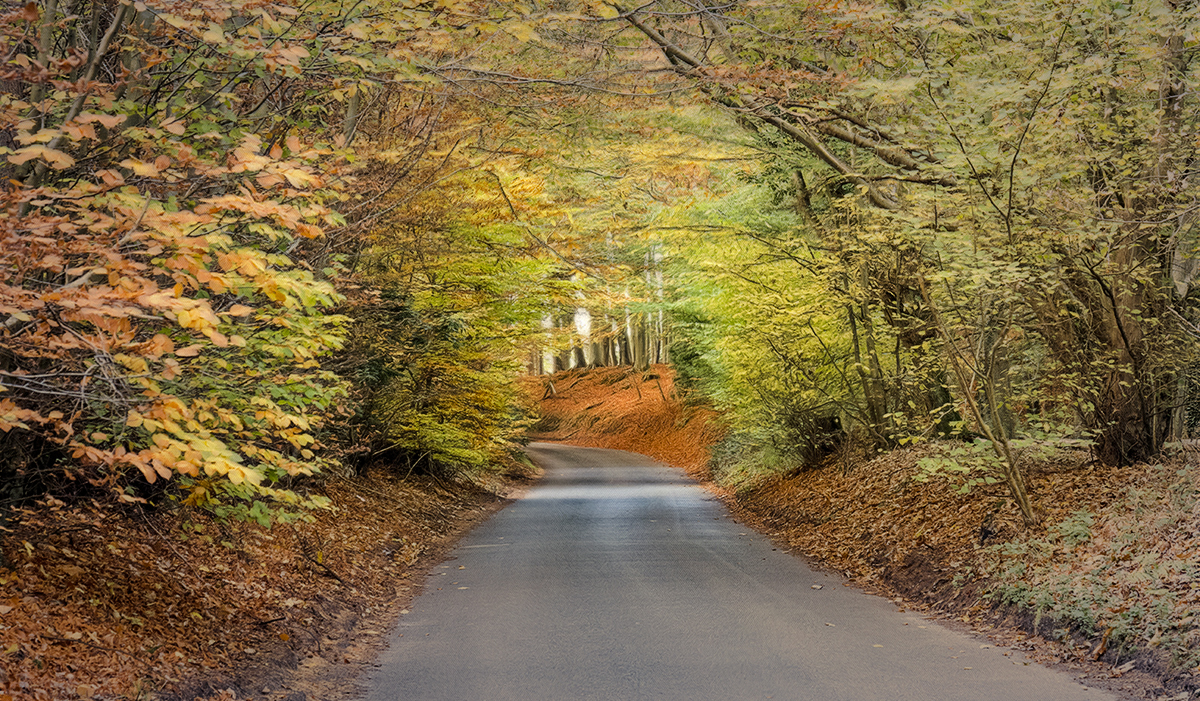 Autumn Drive..jpg