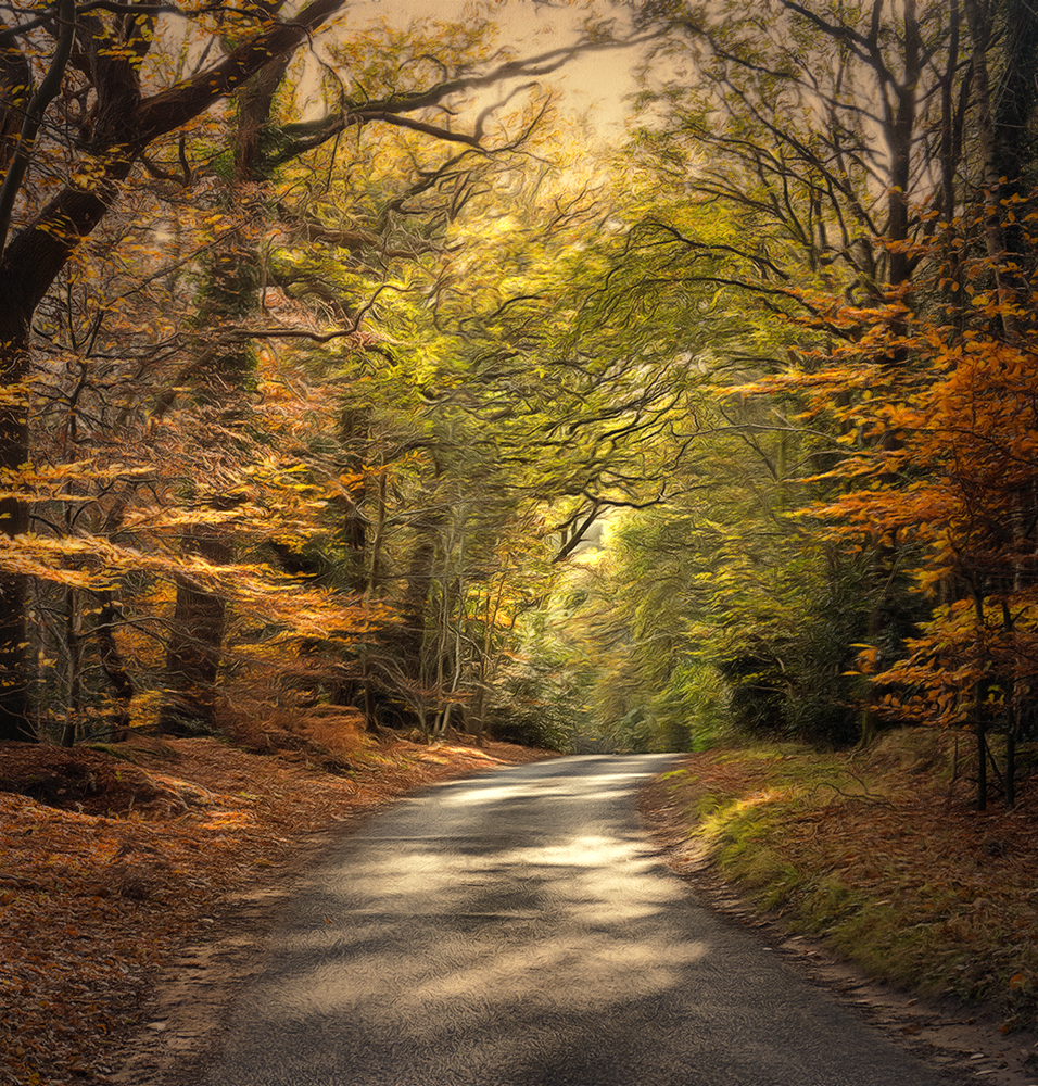 Autumn Forest.jpg
