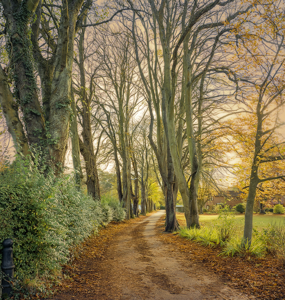 Autumn Walk.jpg