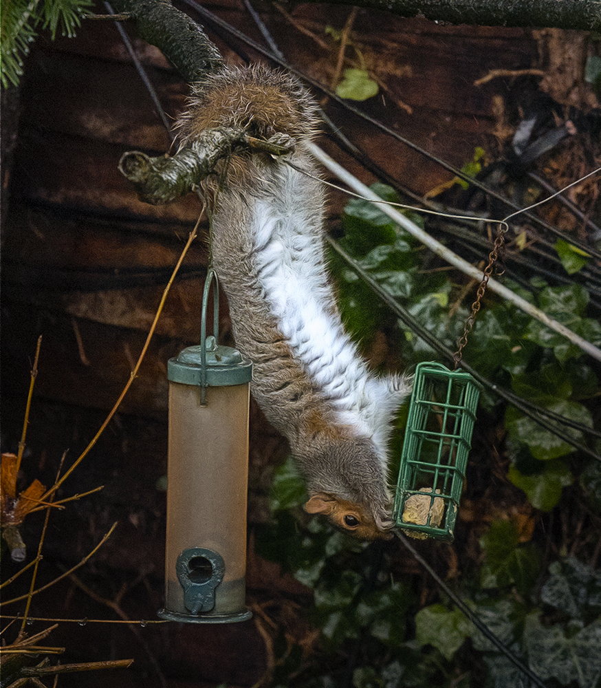 Hanging on by it`s tail.jpg