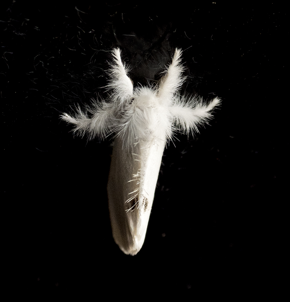 The Moth.jpg