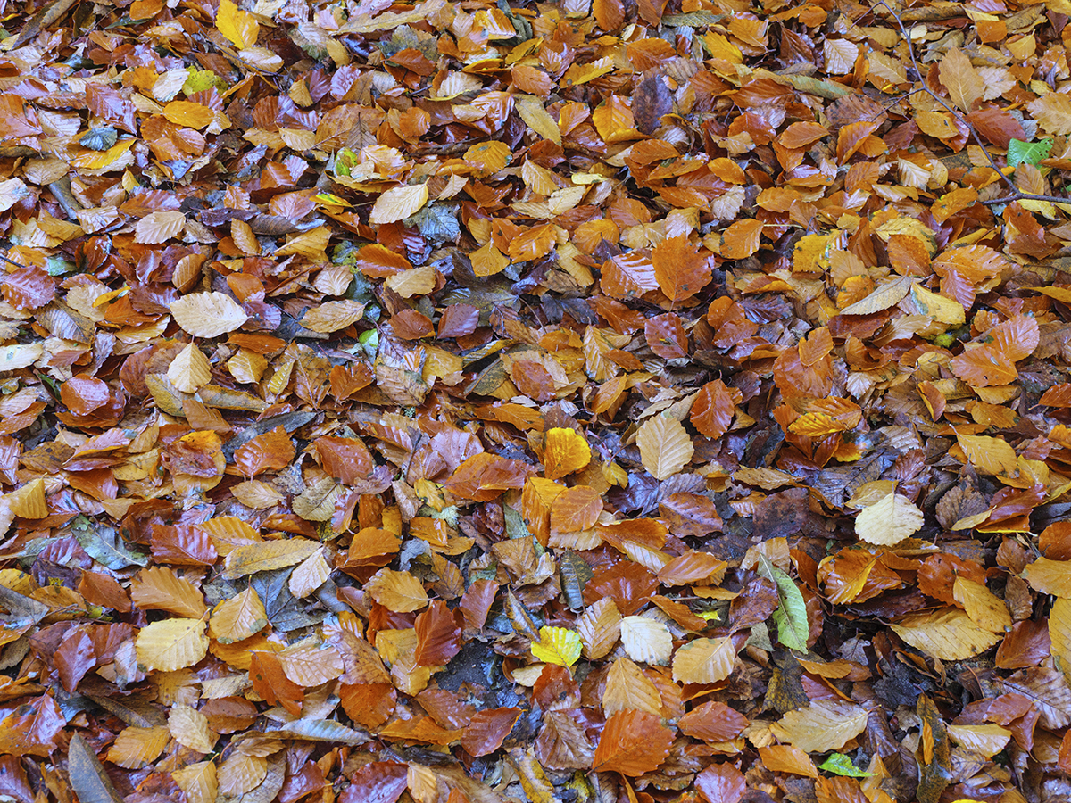 Autumn Carpet.jpg