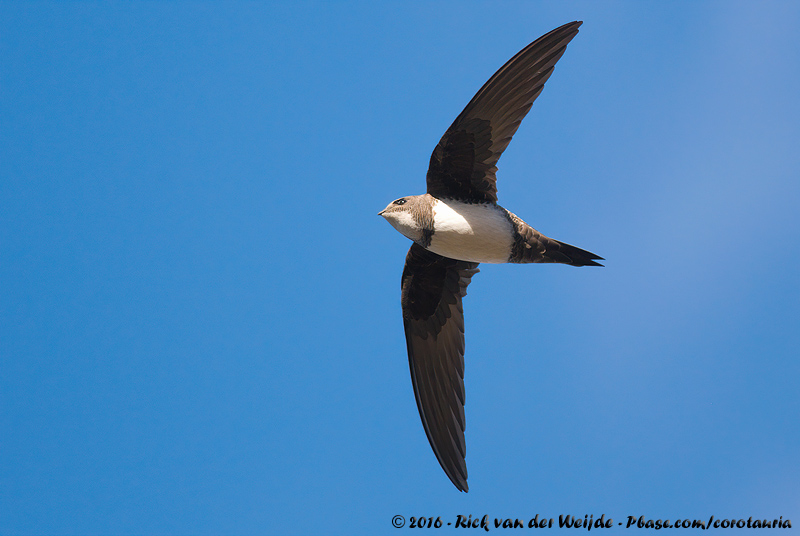 Alpine Swift<br><i>Tachymarptis melba melba</i>