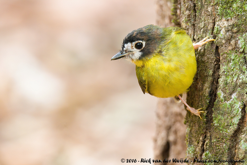 White-Faced Robin<br><i>Tregellasia leucops albigularis</i>