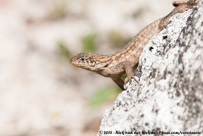 Northern Curly-Tailed Lizard<br><i>Leiocephalus carinatus armouri</i>