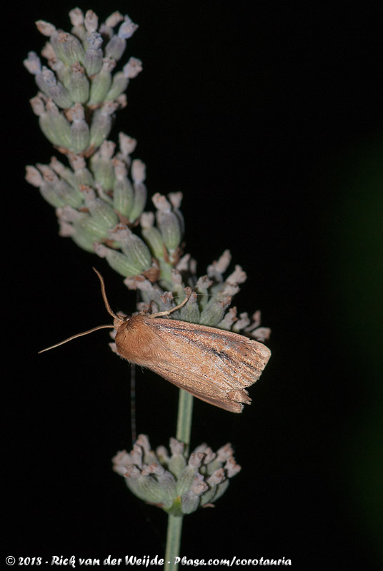 Webbs Wainscot<br><i>Capsula sparganii sparganii</i>