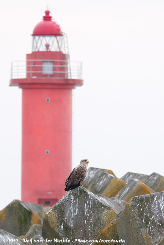 White-Tailed Eagle<br><i>Haliaeetus albicilla albicilla</i>