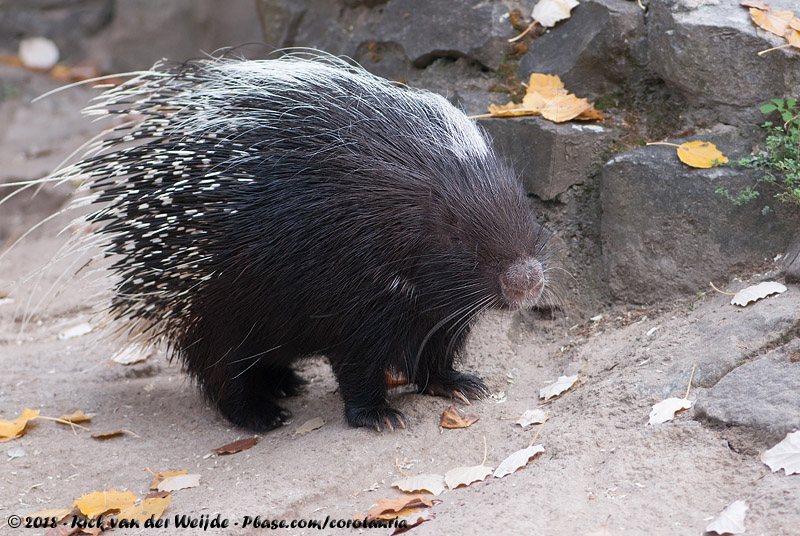 Cape Porcupine<br><i>Hystrix africaeaustralis</i>