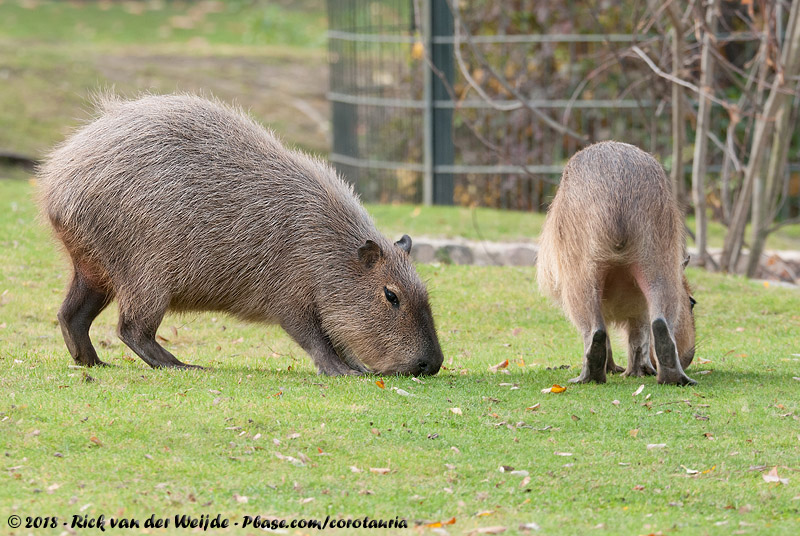 Capybara<br><i>Hydrochoerus hydrochaeris</i>
