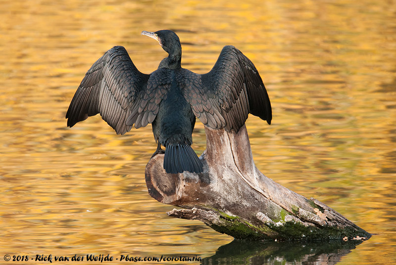 Great Cormorant<br><i>Phalacrocorax carbo sinensis</i>