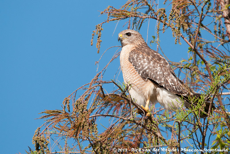 Red-Shouldered Hawk<br><i>Buteo lineatus extimus</i>