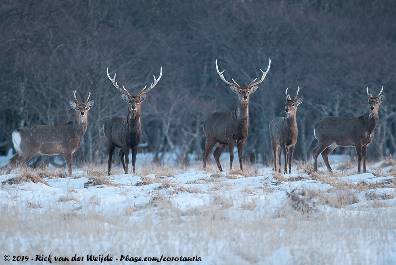 Sika Deer<br><i>Cervus nippon yesoensis</i>