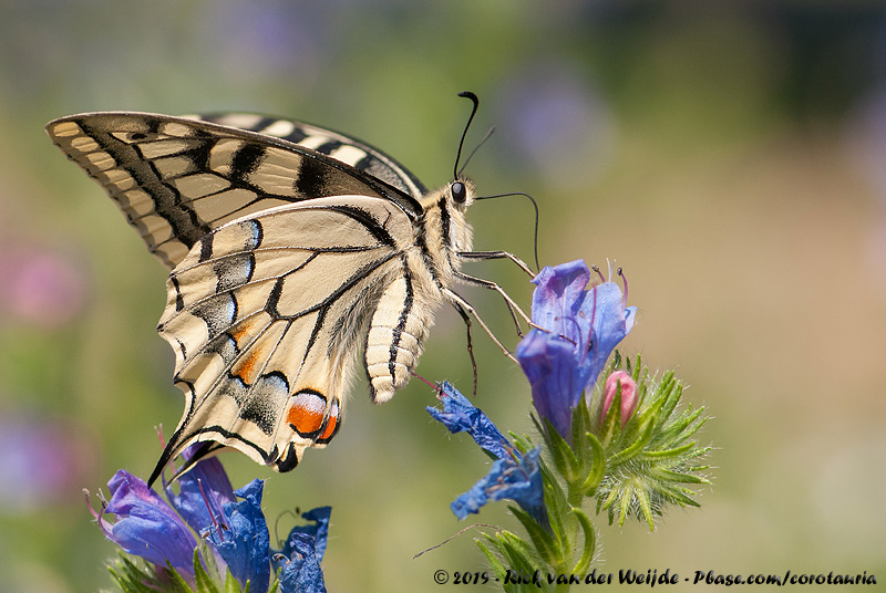 Old World Swallowtail<br><i>Papilio machaon gorganus</i>