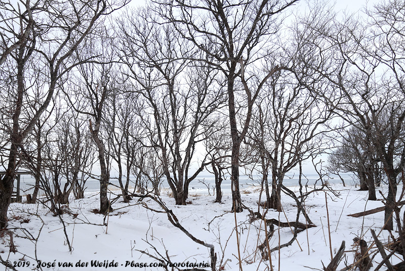 Winter Forest