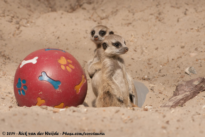 Slender-Tailed Meerkat<br><i>Suricata suricatta ssp.</i>