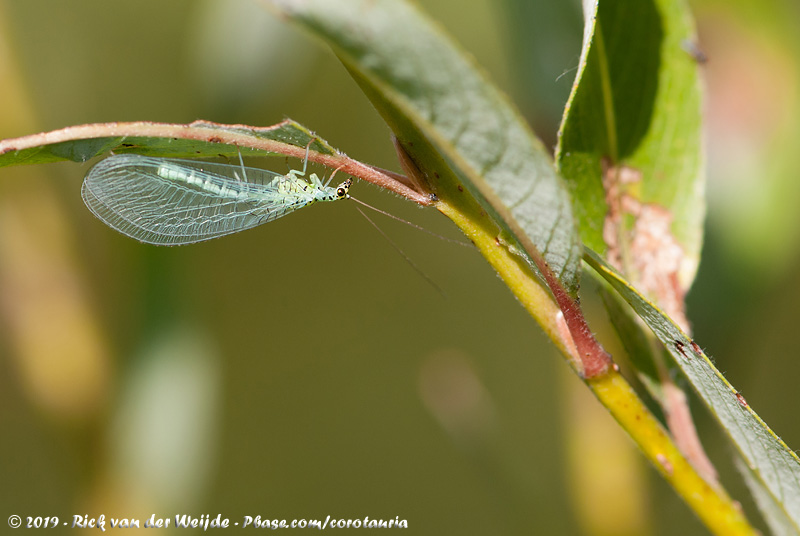 Green Lacewing<br><i>Chrysopa perla</i>
