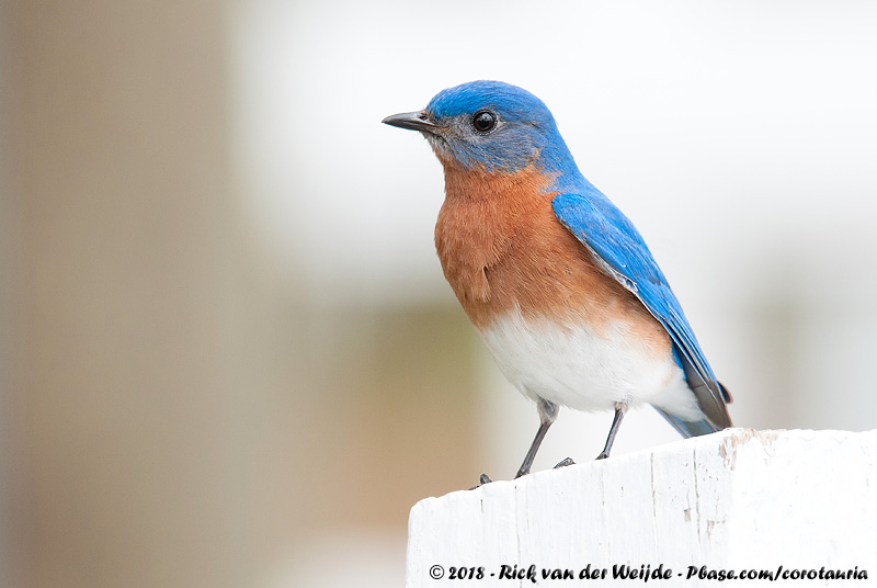 Eastern Bluebird<br><i>Sialia sialis sialis</i>