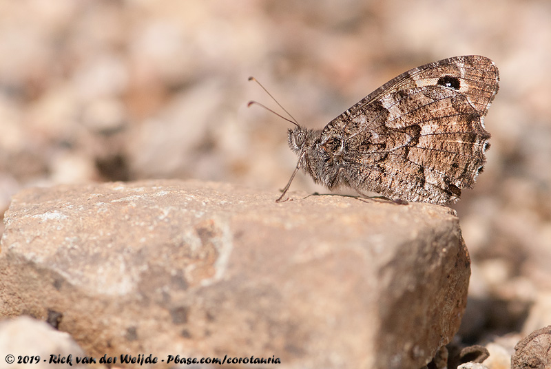 Southern Grayling<br><i>Hipparchia aristaeus aristaeus</i>