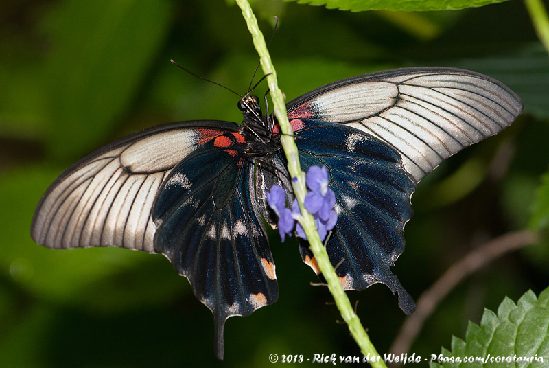 Great Yellow Mormon<br><i>Papilio lowi</i>
