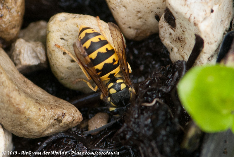 German Wasp<br><i>Vespula germanica</i>