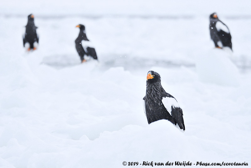 Stellers Sea Eagle<br><i>Haliaeetus pelagicus</i>