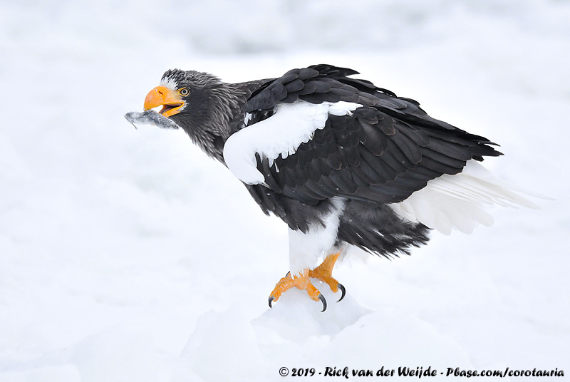 Stellers Sea Eagle<br><i>Haliaeetus pelagicus</i>