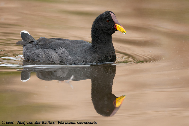 Red-Fronted Coot<br><i>Fulica rufifrons</i>