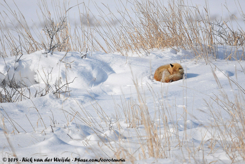 Sakhalin Fox<br><i>Vulpes vulpes schrencki</i>
