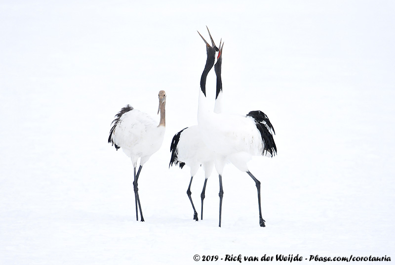 Red-Crowned Crane<br><i>Grus japonensis</i>