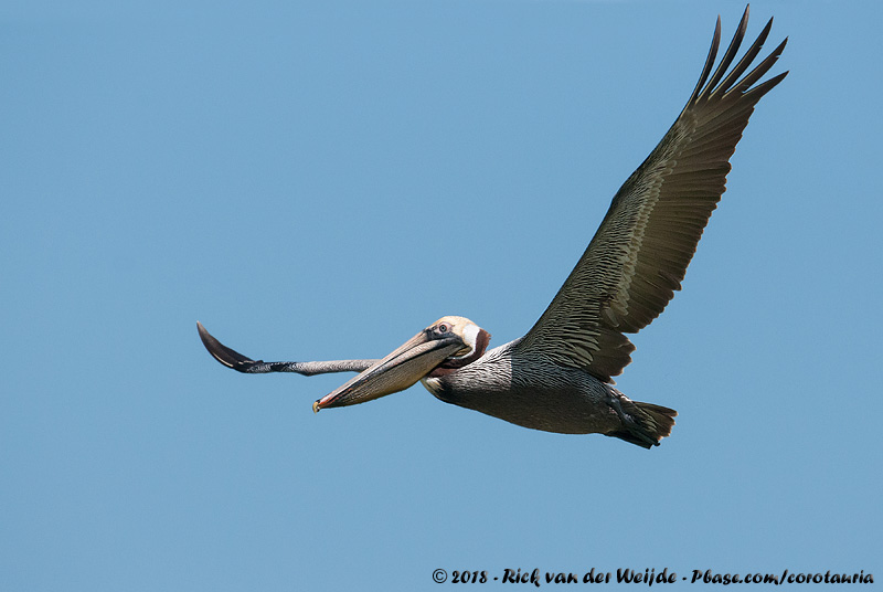 Brown Pelican<br><i>Pelecanus occidentalis carolinensis</i>