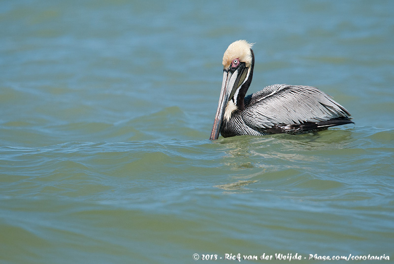 Brown Pelican<br><i>Pelecanus occidentalis carolinensis</i>