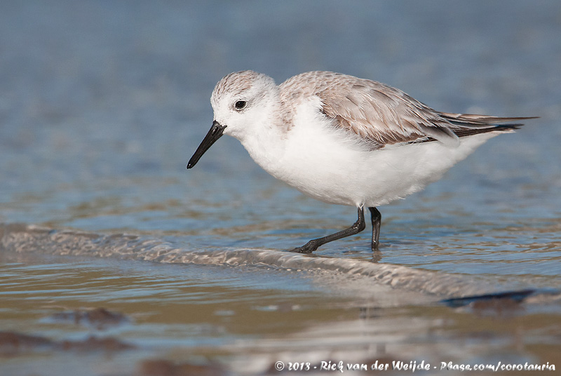 Sanderling<br><i>Calidris alba rubida</i>